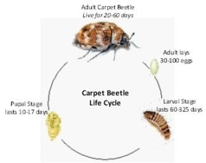 Carpet Beetle Management Guidelines--UC IPM