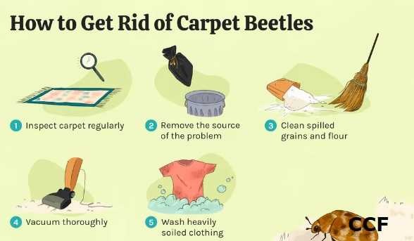 Nooooooooo (Attack of the Carpet Beetles)
