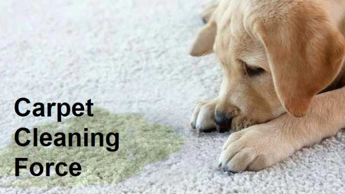 https://www.carpetcleaningforce.co.nz/wp-content/uploads/2022/05/Remove-Pet-Stains-from-the-carpet.jpg