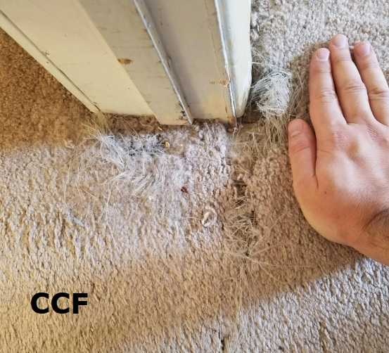 Carpet Patching Damaged Carpet Pet