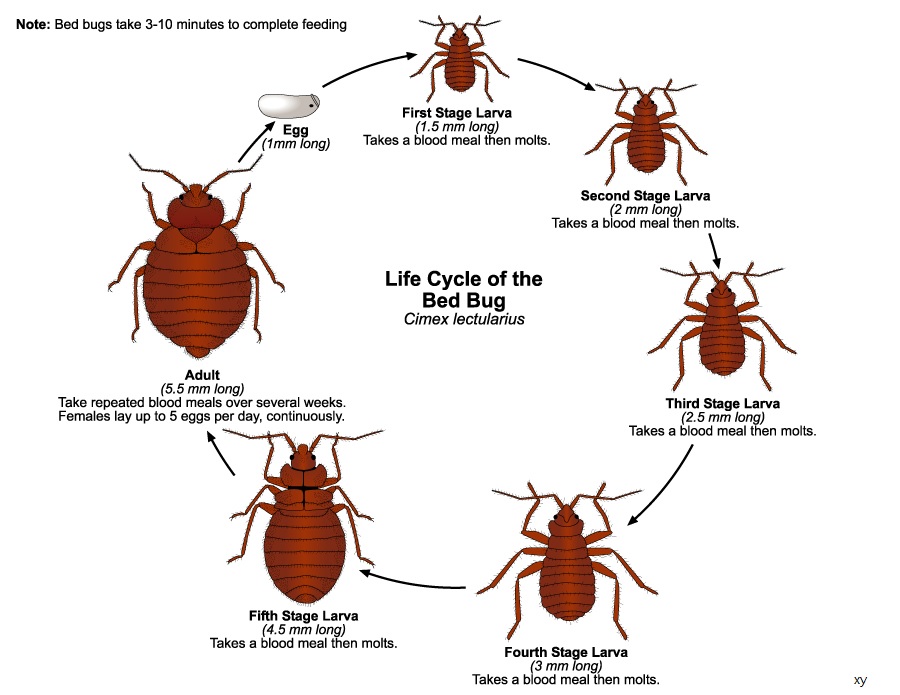 Six-Legged Carpet Beetles: Understanding Their Anatomy And How To Prevent  An Infestation